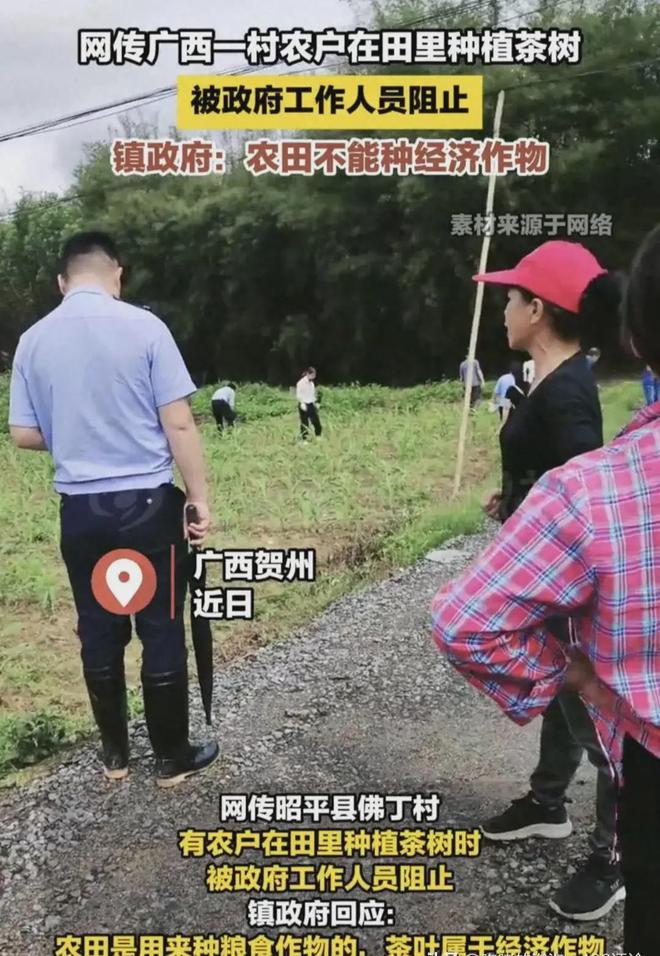 植茶树网民集体力挺事态引发关注!AG真人国际广西镇政府阻拦农户种(图14)