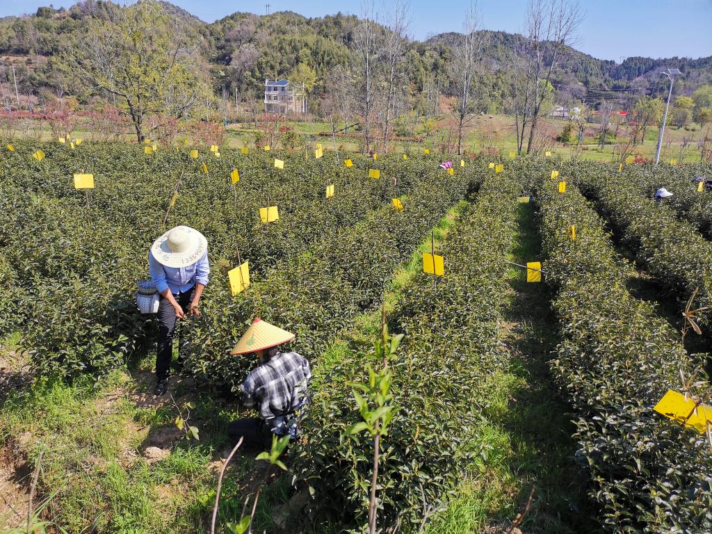 事｜祁门红茶香飘世界AG电玩国际中国故(图3)