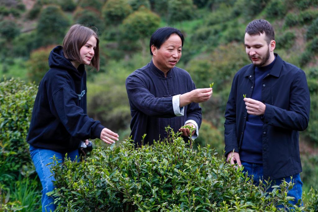 事｜祁门红茶香飘世界AG电玩国际中国故(图8)